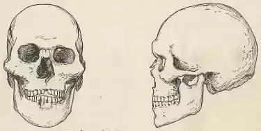 chapter-II-plate1c